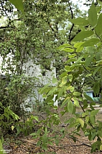 Playland Park