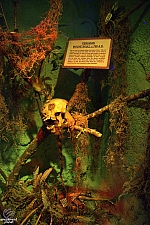 Ripley's Believe It or Not!