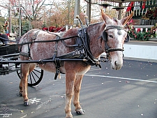 Silver Dollar City