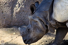 San Diego Zoo