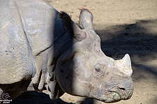 San Diego Zoo