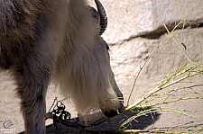 San Diego Zoo