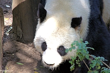 San Diego Zoo