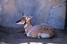 San Diego Zoo