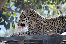 San Diego Zoo