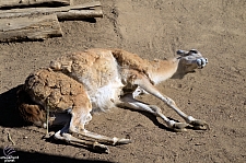 San Diego Zoo