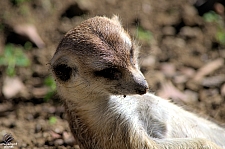 San Diego Zoo