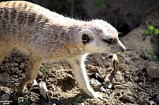 San Diego Zoo