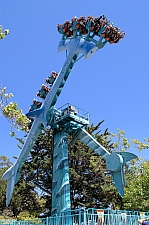 Hammerhead Shark
