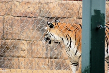 Odin’s Temple of the Tiger