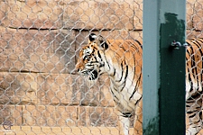 Odin’s Temple of the Tiger