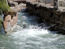 Roaring Rapids