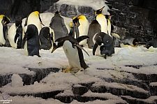 Antarctica Penguin Habitat
