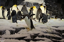 Antarctica Penguin Habitat