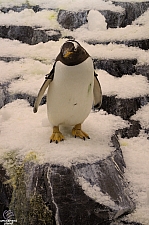 Antarctica Penguin Habitat