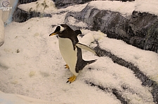 Antarctica Penguin Habitat