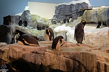 Antarctica Penguin Habitat