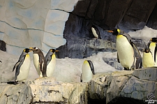 Antarctica Penguin Habitat