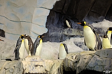 Antarctica Penguin Habitat