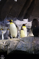Antarctica Penguin Habitat
