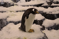 Antarctica Penguin Habitat