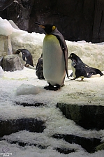 Antarctica Penguin Habitat