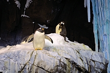 Antarctica Penguin Habitat