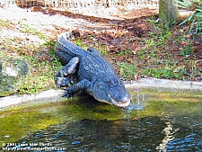 Alligators
