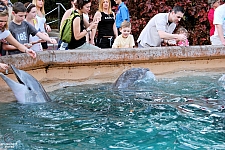 Dolphin Cove