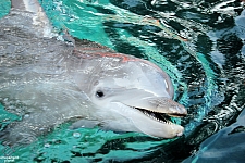 Dolphin Cove