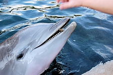 Dolphin Cove