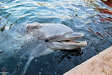 Dolphin Cove