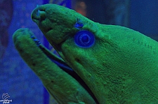 Journey to Atlantis Aquarium
