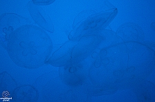 Journey to Atlantis Aquarium