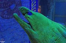 Journey to Atlantis Aquarium