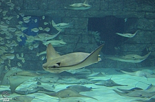 Manta Aquarium