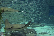 Manta Aquarium