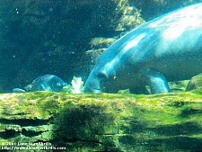 Manatee Rescue
