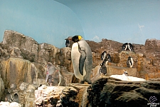 Penguin Encounter