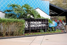 Penguin Encounter