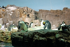 Penguin Encounter