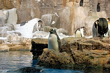 Penguin Encounter