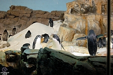 Penguin Encounter