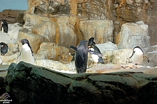 Penguin Encounter