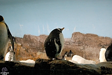 Penguin Encounter