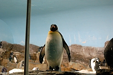 Penguin Encounter