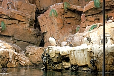 Penguin Encounter