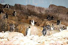 Penguin Encounter