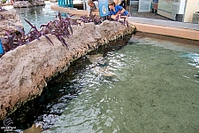 Sting Ray Lagoon