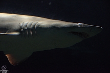 Shark Encounter
